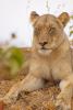 Lion, Africa, AMFD01_103