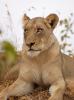 Lion, Africa, AMFD01_104