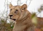 Lion, Africa, AMFD01_105