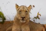 Lion, Africa, AMFD01_107