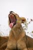 Yawning Lion, Africa, AMFD01_109