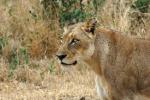 Lion, Africa, AMFD01_122