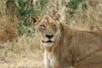Lion, Africa, AMFD01_124
