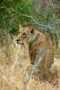 Lion, Africa, AMFD01_128