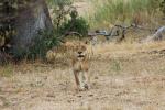 Lion, Africa, AMFD01_132