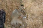 Lion, Africa, AMFD01_144