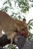Lion, Africa, Eating Fresh Meat, AMFD01_149