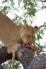 Lion, Africa, Eating Fresh Meat, AMFD01_152