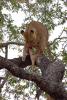 Lion, Africa, Eating Fresh Meat, AMFD01_159