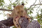 Eating Fresh Meat, Lion, Africa, AMFD01_167
