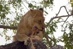 Eating Fresh Meat, Lion, Africa, AMFD01_169