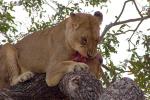 Eating Fresh Meat, Lion, Africa, AMFD01_172