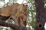 Eating Fresh Meat, Lion, Africa, AMFD01_181
