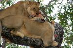 Eating Fresh Meat, Lion, Africa, AMFD01_185