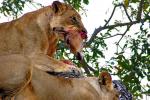 Eating Fresh Meat, Lion, Africa, AMFD01_186