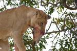 Eating Fresh Meat, Lion, Africa, AMFD01_187