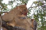 Eating Fresh Meat, Lion, Africa