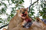 Eating Fresh Meat, Lion, Africa, AMFD01_192