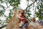 Eating Fresh Meat, Lion, Africa, AMFD01_193