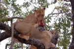 Eating Fresh Meat, Lion, Africa, AMFD01_194