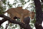 Lion, Africa, AMFD01_195