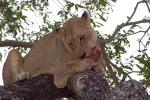 Eating Fresh Meat, Lion, Africa, AMFD01_199