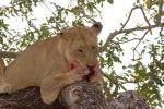 Eating Fresh Meat, Lion, Africa, AMFD01_205
