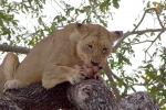 Eating Fresh Meat, Lion, Africa, AMFD01_206