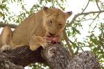 Eating Fresh Meat, Lion, Africa, AMFD01_207