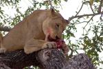 Eating Fresh Meat, Lion, Africa, AMFD01_208