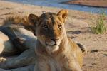 Lion, Africa, AMFD01_216