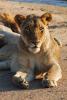 Lion, Africa, AMFD01_219