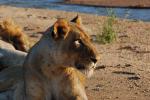 Lion, Africa, AMFD01_220