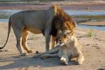 Mating Lions, Africa, AMFD01_222