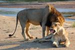 Mating Lions, Africa, AMFD01_223