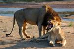 Mating Lions, Male, Female, Lion, Africa