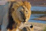 Male Lion, Africa, AMFD01_225