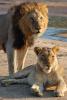Male, Female, Lion, Africa