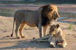 Mating Lions, Africa, AMFD01_232