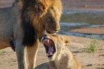 Mating Lions, Africa, AMFD01_233