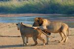 Mating Lions, Africa, AMFD01_235