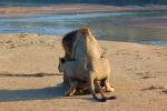 Mating Lions, Africa, AMFD01_236