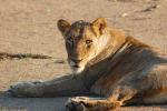 Lion, Female, Africa, AMFD01_239