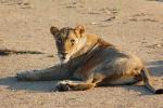 Lion, Female, Africa, AMFD01_240