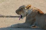 Lion, Female, Africa, AMFD01_242