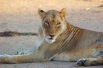 Lion, Female, Africa, AMFD01_249