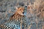 Cheetah, Africa, AMFD01_250