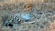 Cheetah, Africa, AMFD01_251