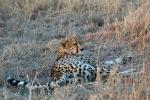 Cheetah, Africa, AMFD01_252