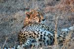 Cheetah, Africa, AMFD01_253